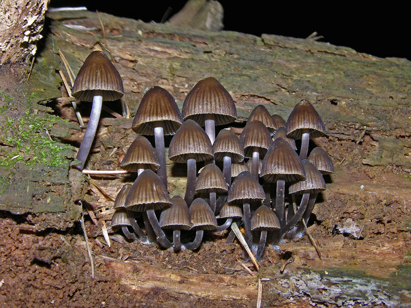 Ritrovamenti  del 21 marzo.